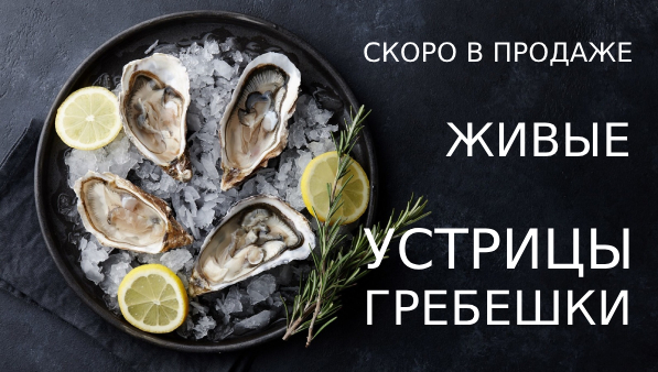 Устрицы и гребешки